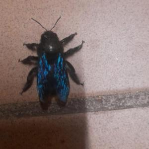 Click to view this image in a large viewer