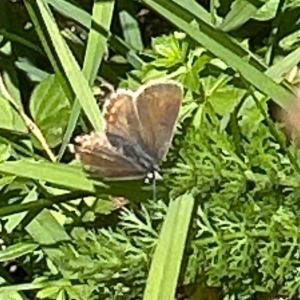 Click to view this image in a large viewer