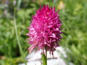 Click to view this image in a large viewer