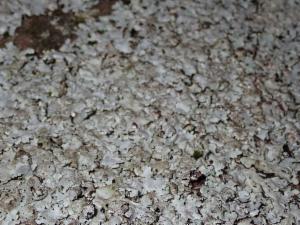 Click to view this image in a large viewer