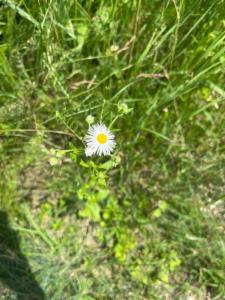 Click to view this image in a large viewer