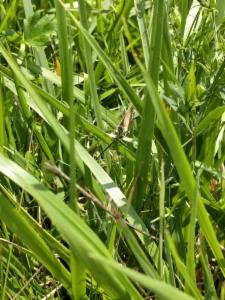 Click to view this image in a large viewer