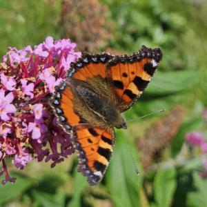 Click to view this image in a large viewer