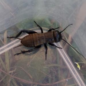 Click to view this image in a large viewer