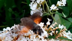 Click to view this image in a large viewer