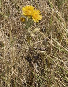 Click to view this image in a large viewer