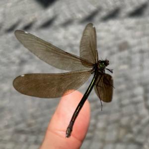 Click to view this image in a large viewer