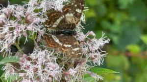 Click to view this image in a large viewer