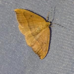 Click to view this image in a large viewer