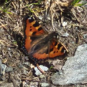 Click to view this image in a large viewer