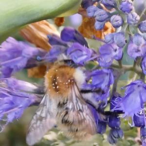 Click to view this image in a large viewer