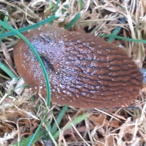 Click to view this image in a large viewer