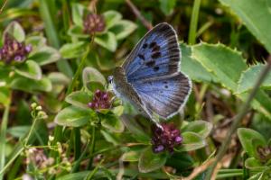 Click to view this image in a large viewer