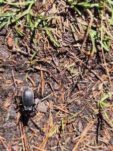 Click to view this image in a large viewer