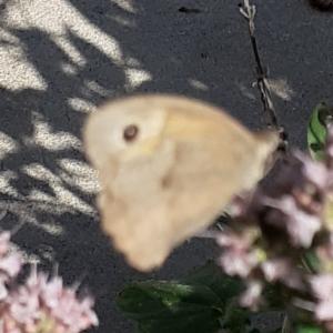 Click to view this image in a large viewer