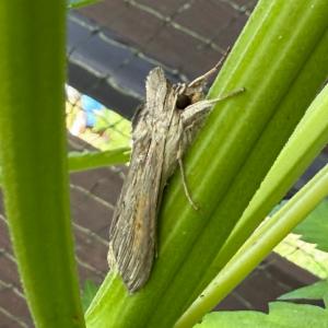 Click to view this image in a large viewer