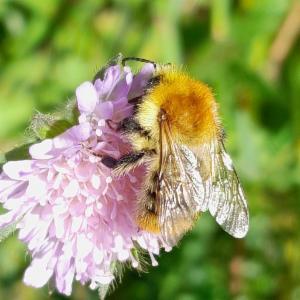 Click to view this image in a large viewer