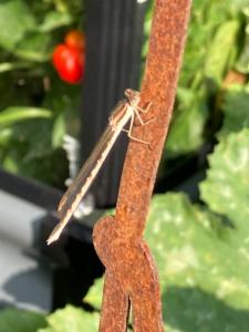 Click to view this image in a large viewer