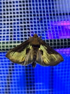 Click to view this image in a large viewer