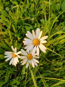 Click to view this image in a large viewer