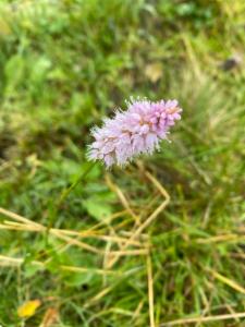 Click to view this image in a large viewer