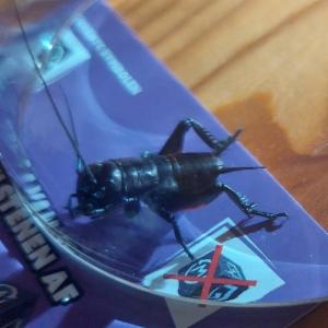 Click to view this image in a large viewer