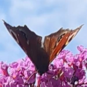 Click to view this image in a large viewer