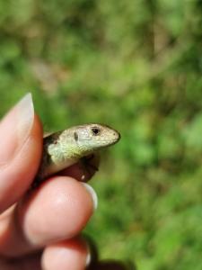 Click to view this image in a large viewer