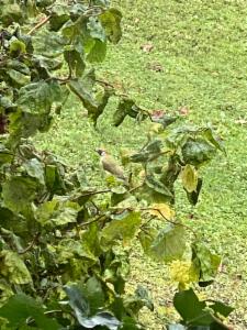 Click to view this image in a large viewer