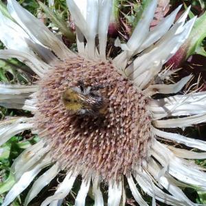 Click to view this image in a large viewer