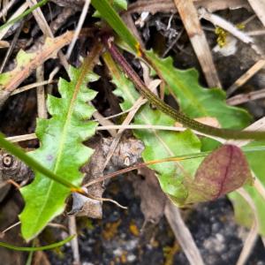 Click to view this image in a large viewer