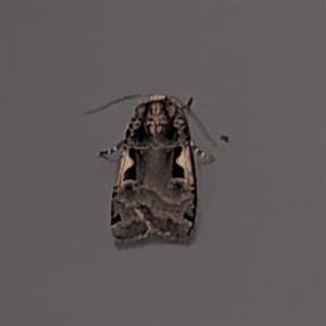 Click to view this image in a large viewer