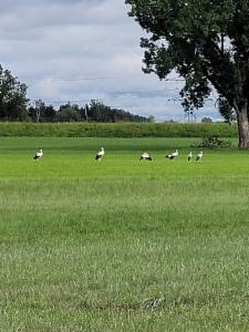 Click to view this image in a large viewer