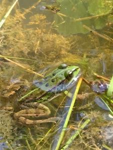 Click to view this image in a large viewer