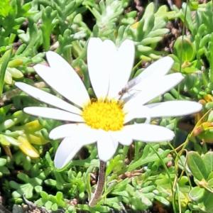 Click to view this image in a large viewer