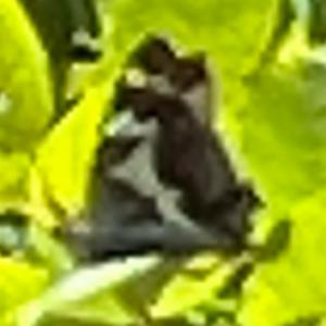 Click to view this image in a large viewer