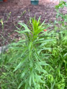 Click to view this image in a large viewer