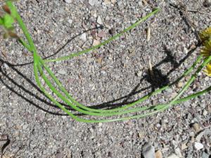 Click to view this image in a large viewer