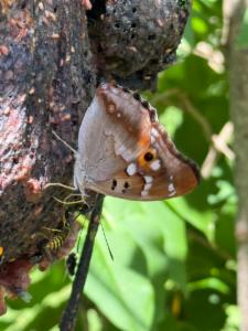 Click to view this image in a large viewer