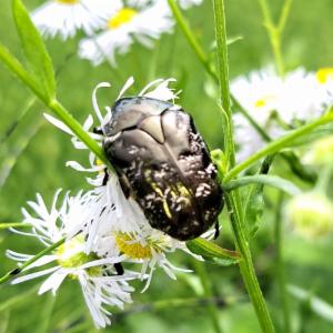 Click to view this image in a large viewer