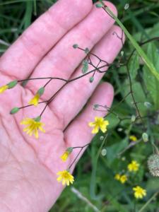 Click to view this image in a large viewer