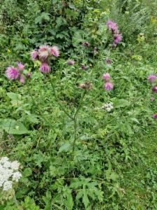 Click to view this image in a large viewer