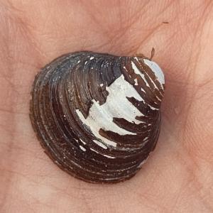 Click to view this image in a large viewer