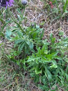 Click to view this image in a large viewer