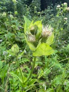 Click to view this image in a large viewer