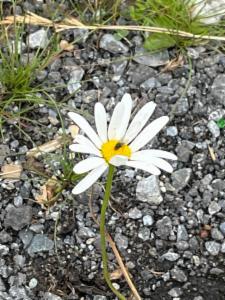 Click to view this image in a large viewer