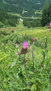 Click to view this image in a large viewer