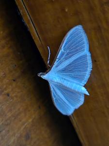 Click to view this image in a large viewer