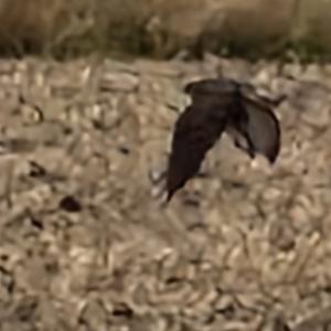 Click to view this image in a large viewer