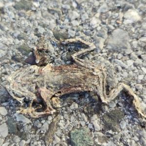 Click to view this image in a large viewer